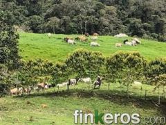 Finca Ganadera - Finca en Guadalupe, Santander